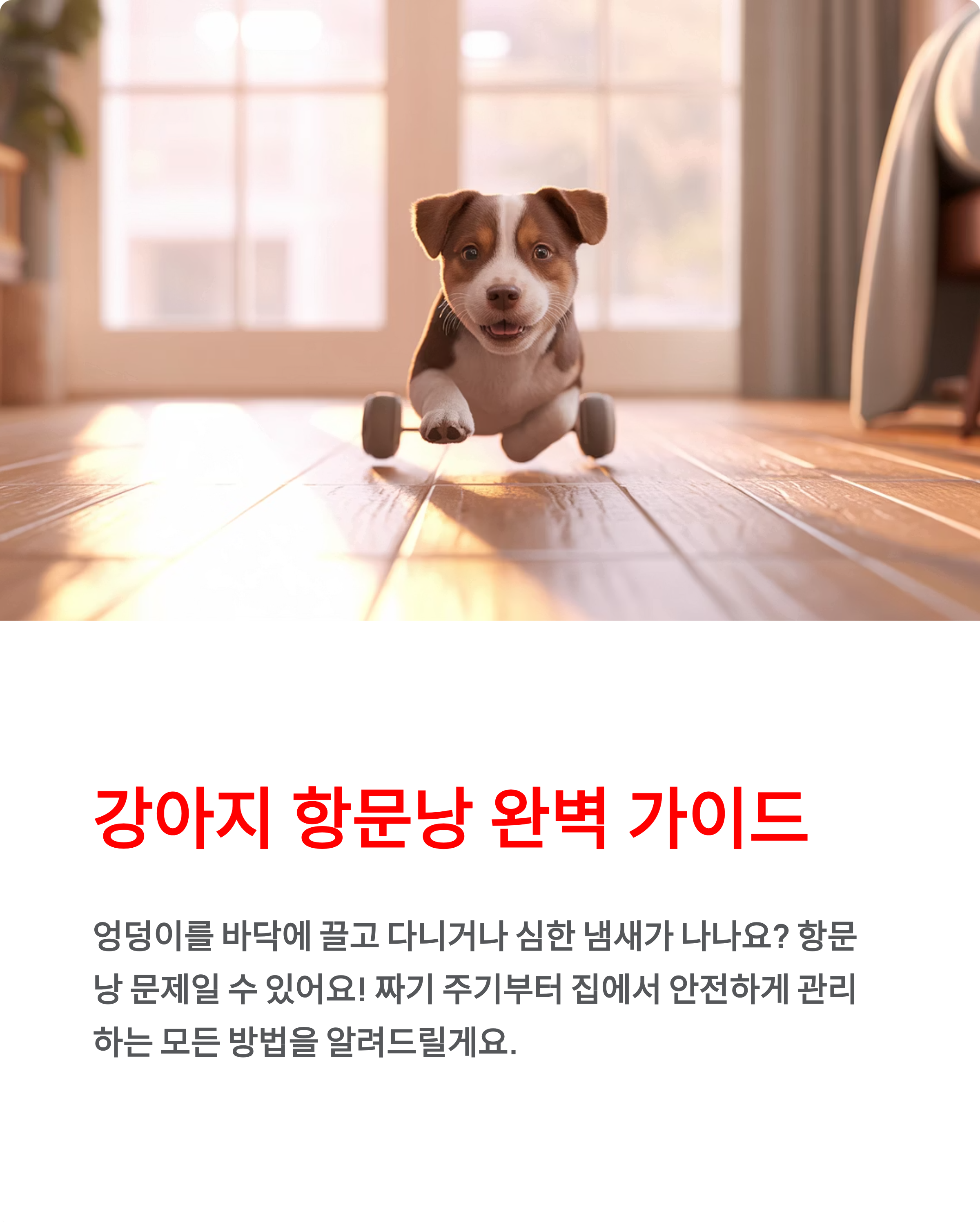 강아지 항문낭 ❘ 짜기 주기 냄새 염증 증상 집에서 짜는법 완벽 가이드