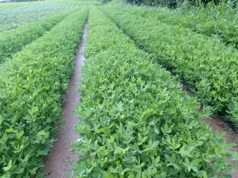 땅콩 재배 개화 후 흙 덮기 배수로 확보 칼슘 보충_8