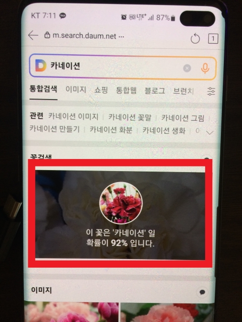 다음-꽃검색-결과