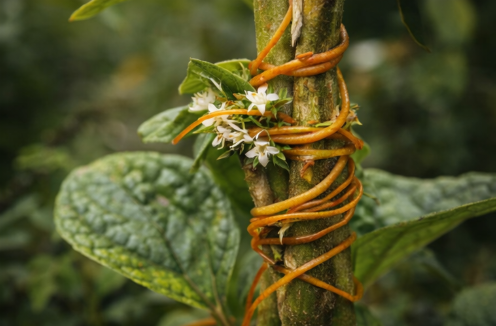 극한 환경 속 식물의 생존 전략