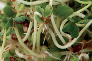 브로콜리 새싹 효능07