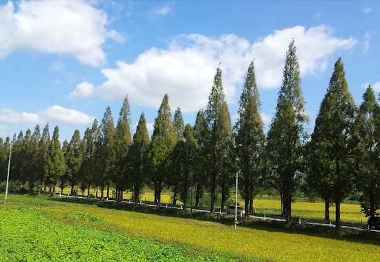 곡성메타세쿼이아길