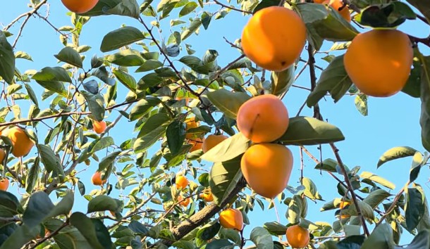 대봉감 홍시 만드는법, 말랭이 만드는법, 곶감 만드는법 그리고 효능 및 보관방법