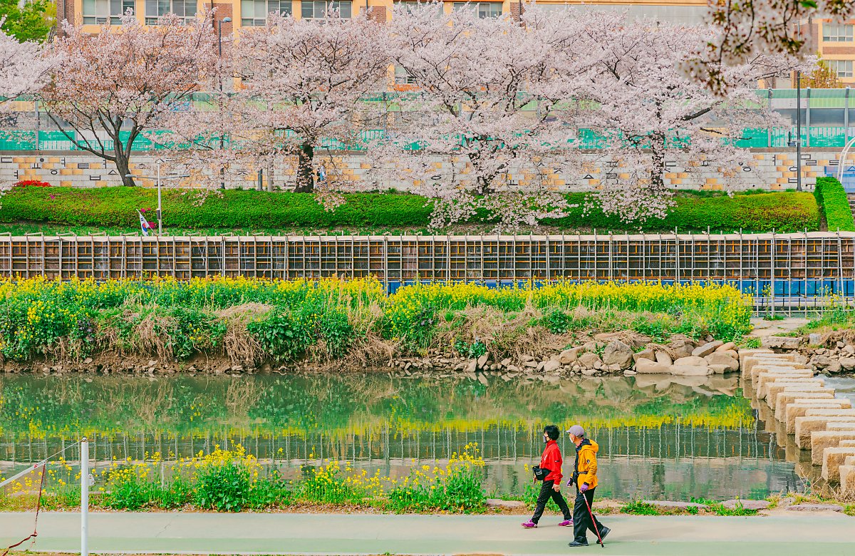 부산 벚꽃 명소 온천천