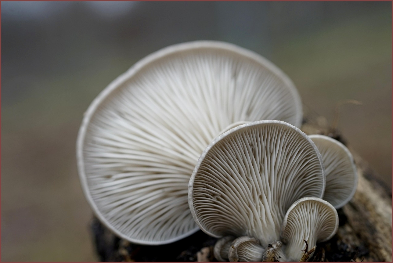 렉스턴 스포츠 칸 가격표