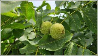 호두 효능 섭취량 칼로리_13