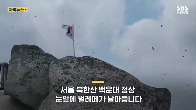 러브버그 퇴치방법