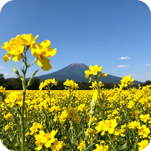 제주도 산방산 유채꽃 이미지