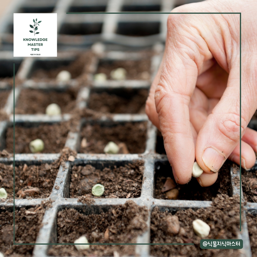 씨앗 발아 성공을 위한 팁