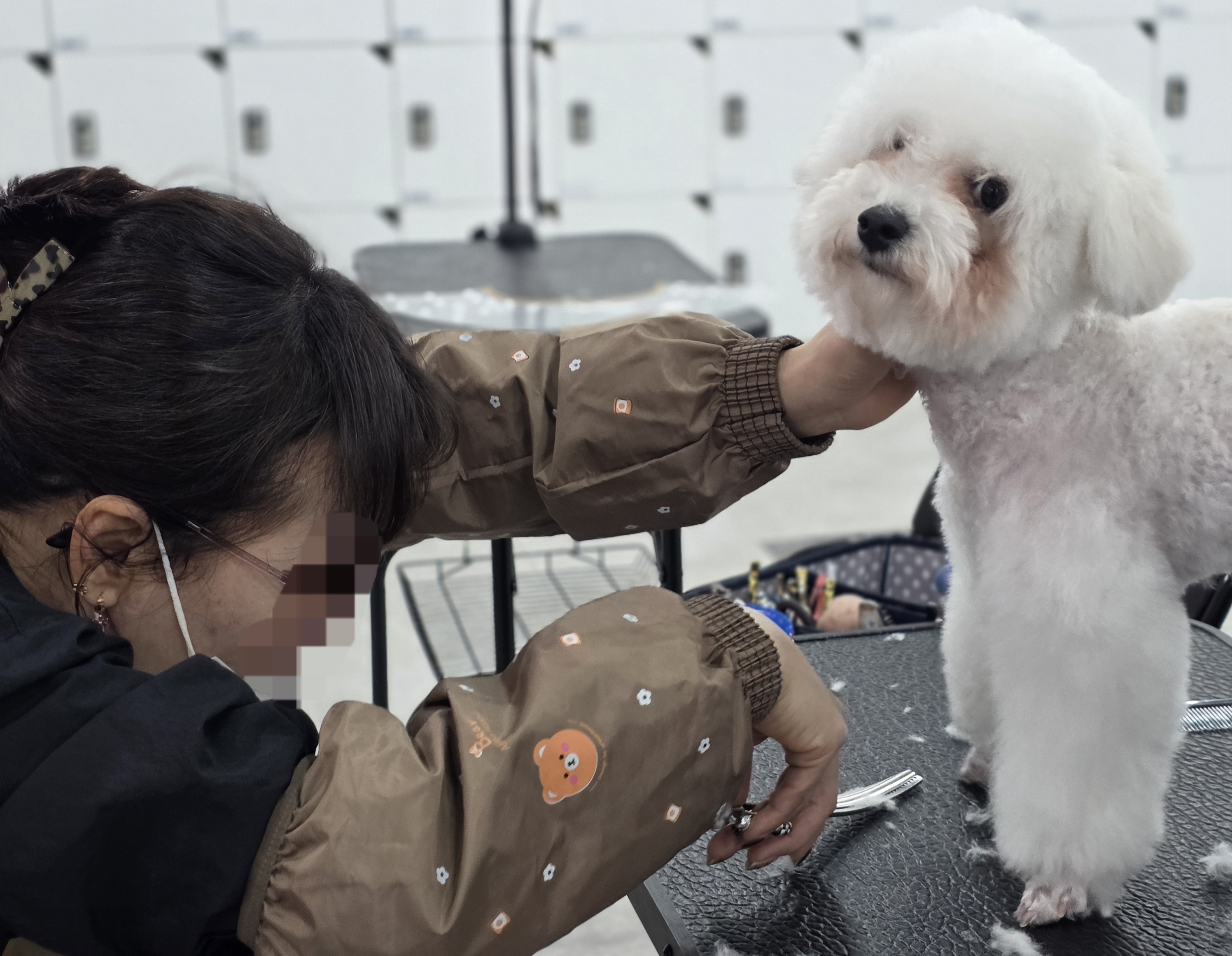 부산강아지미용학원
