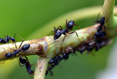 조직의 집합체 개미탑