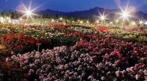 꼭 가야하는 축제 BEST 5곳