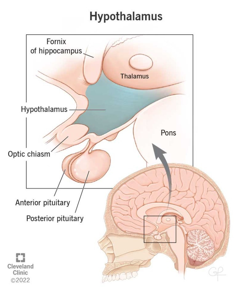 hypothalamus