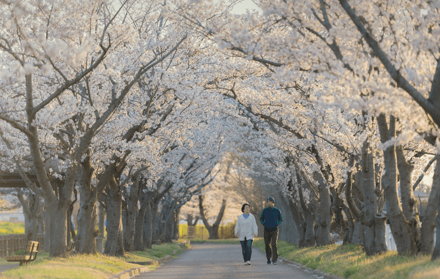 벚꽃길 사진