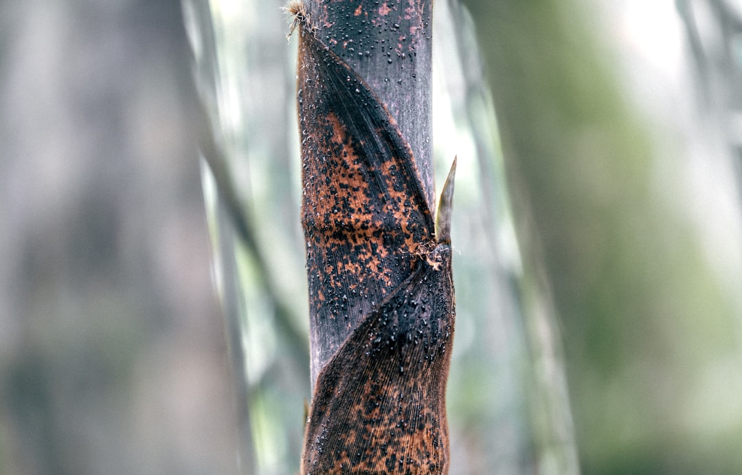 Bamboo shoot
