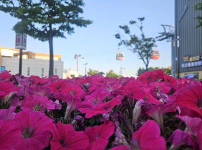 울진 왕피천 케이블카 요금 예약