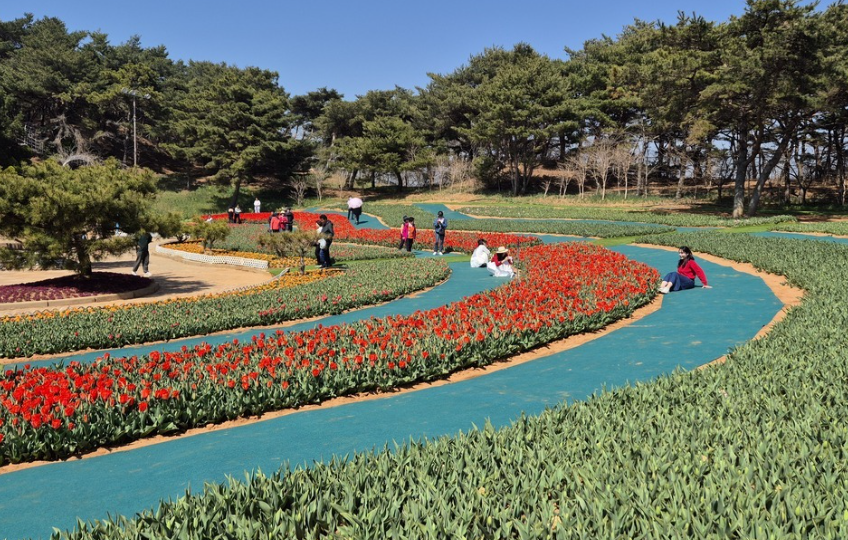 태안 튤립 축제 기간