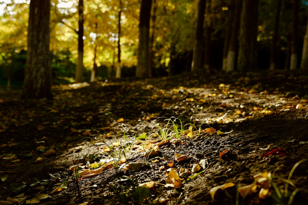 Ginkgo forest