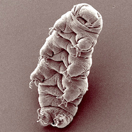 완보동물(Tardigrada)곰벌레