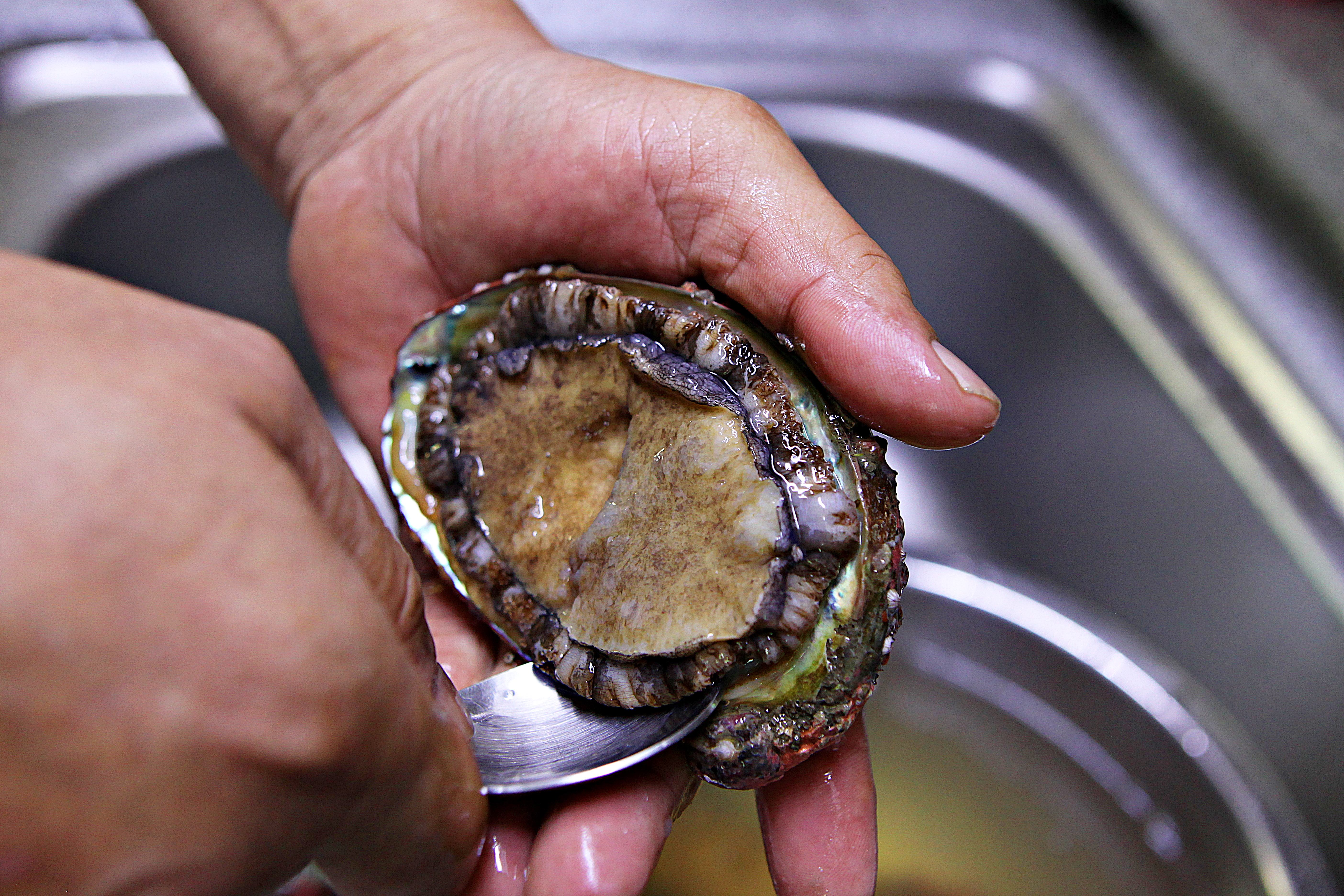 전복 손질 방법