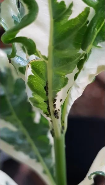 화분 진딧물 퇴치 천연살충 레몬오일 비누물 통풍환경 개선_9