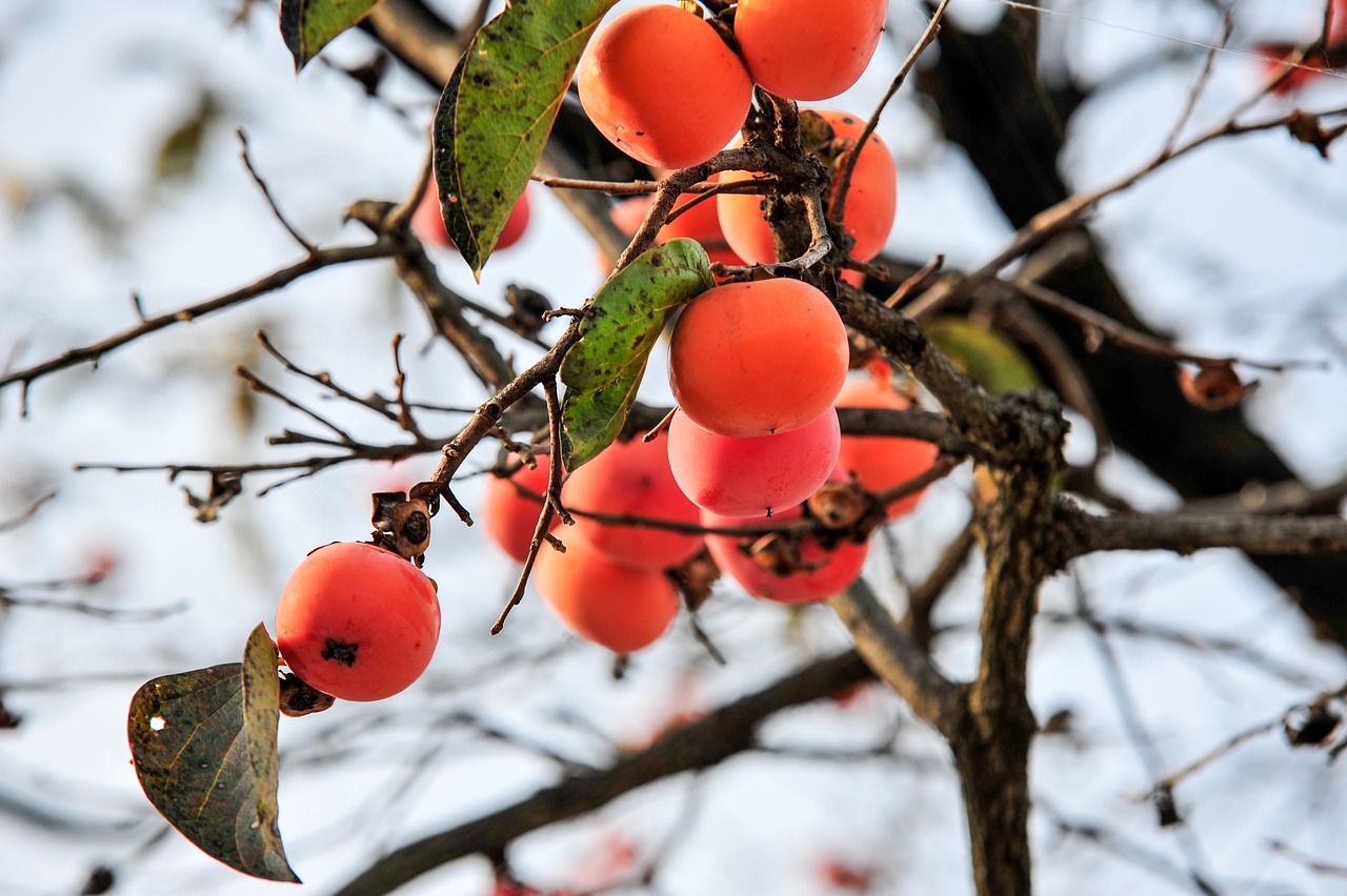 추석 맞이 정부 지원 정책 할인혜택 및 신청방법