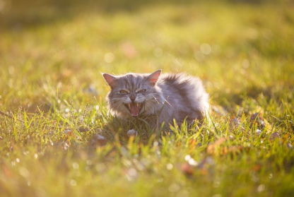 들판에서 울고 있는 새끼 고양이.