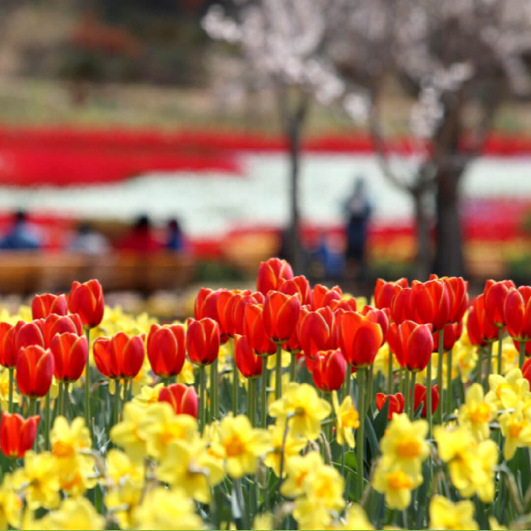 태안튤립축제