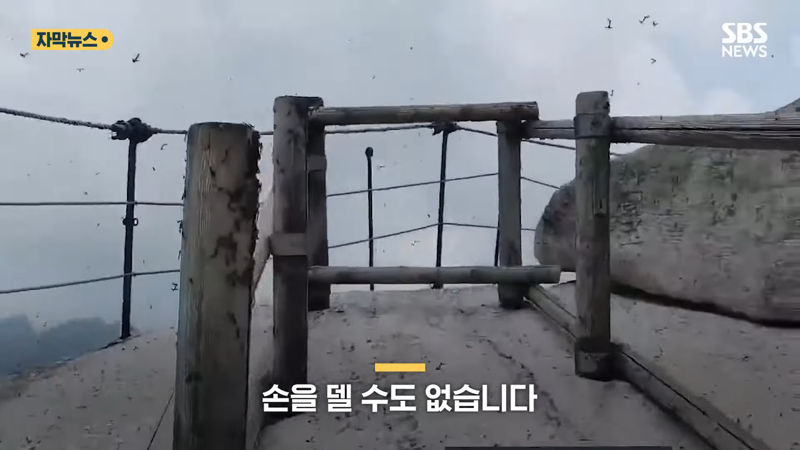 러브버그 퇴치방법