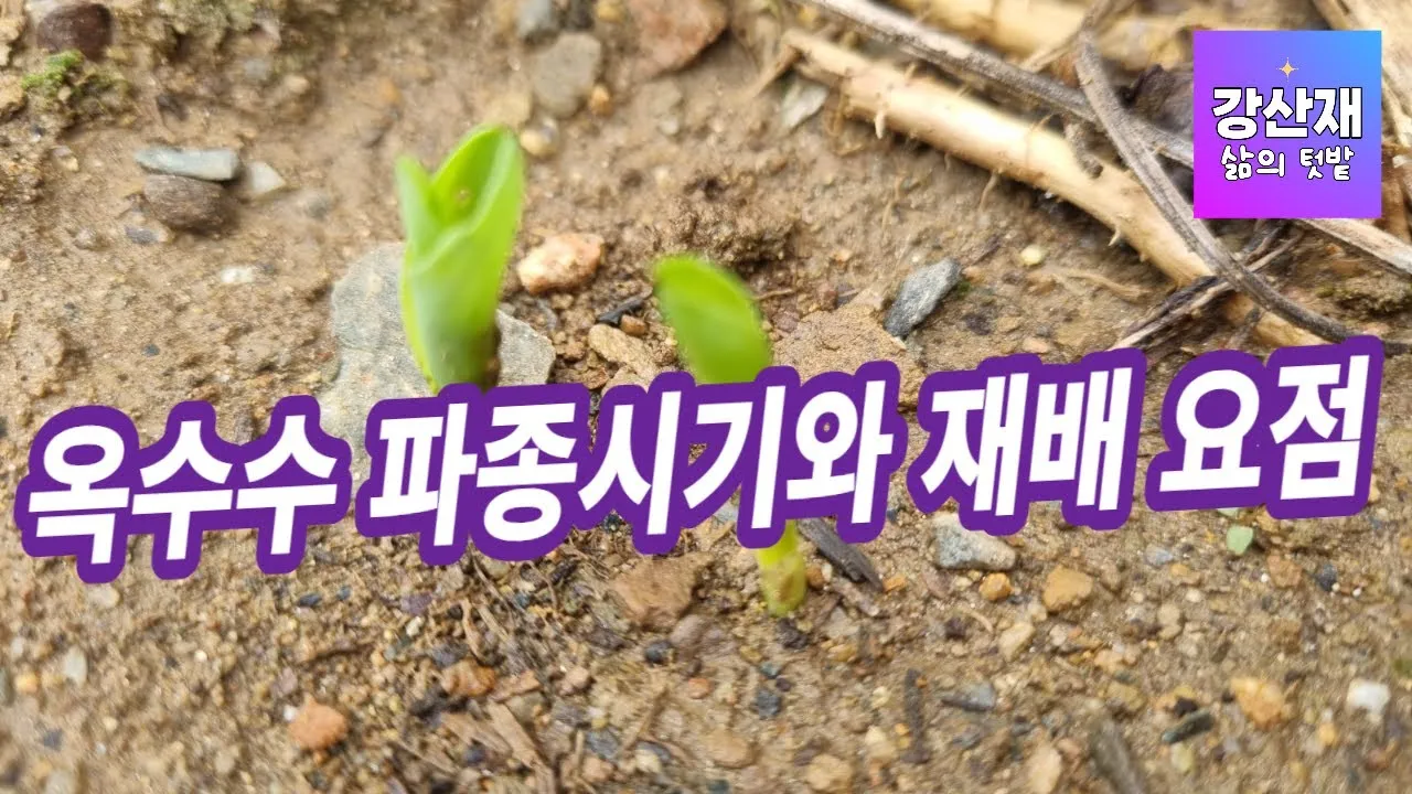 옥수수 파종 시기 심는 시기 재배법_7