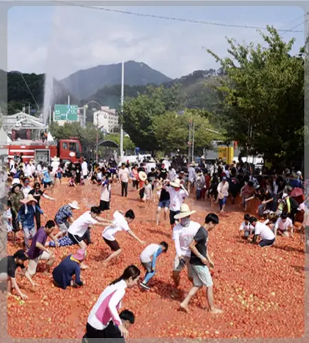 화천 토마토축제_2