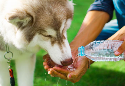 개가 물을 마시고 있다.