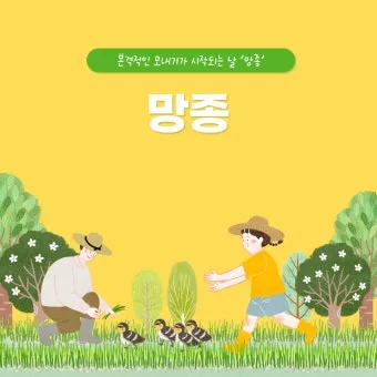 망종 절기 망종의 뜻 전통음식 매실청 담그기_24