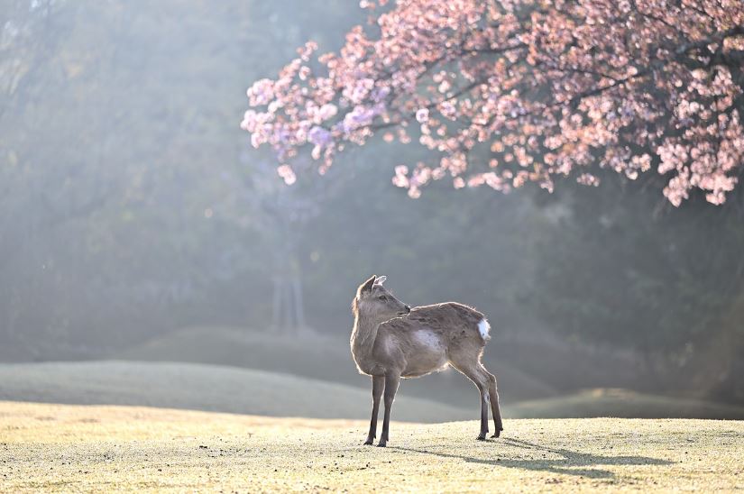 일본의 봄 탐방기 교토, 도쿄, 후쿠오카
