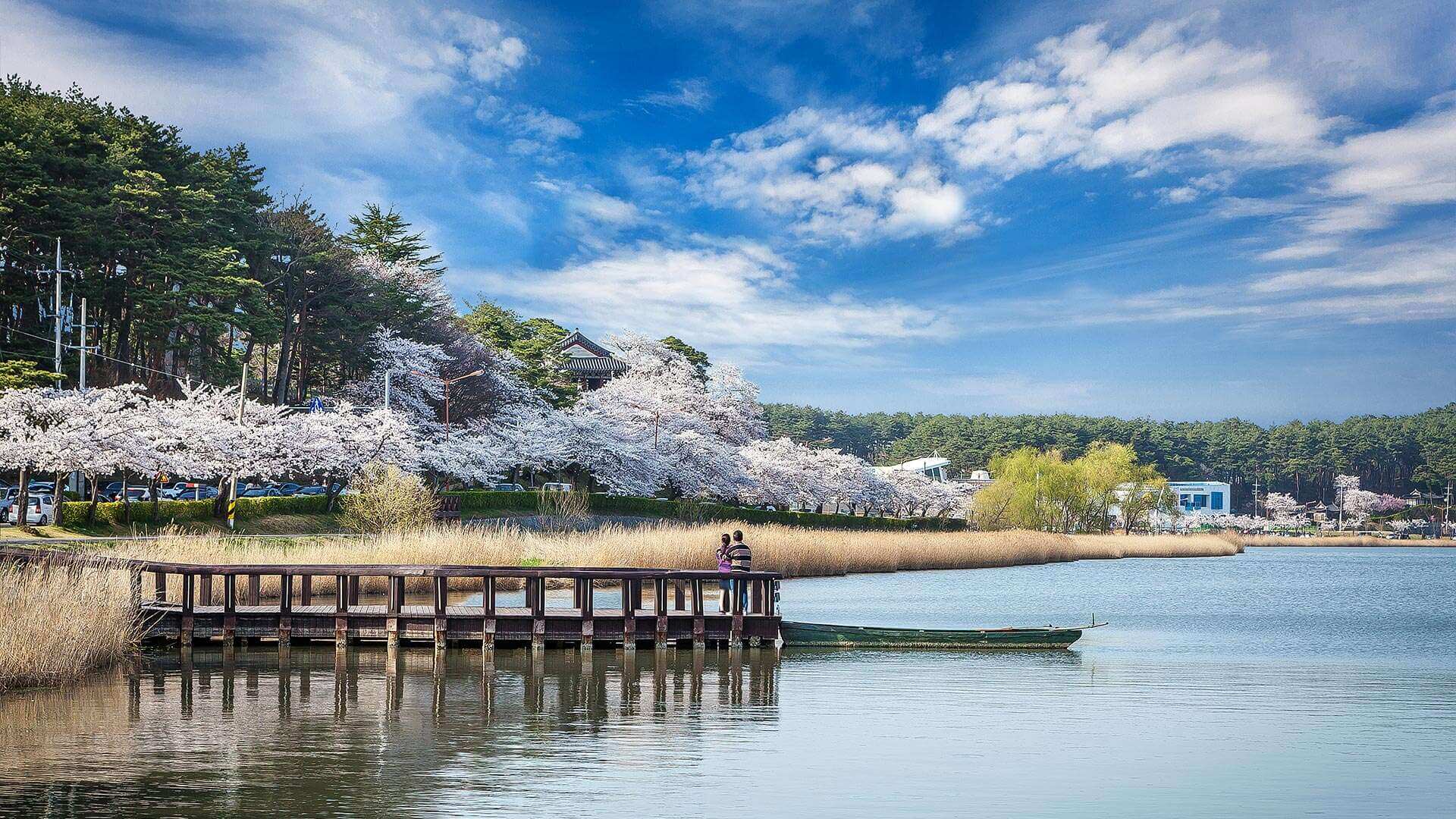 강릉 사근진 해변 유채꽃밭