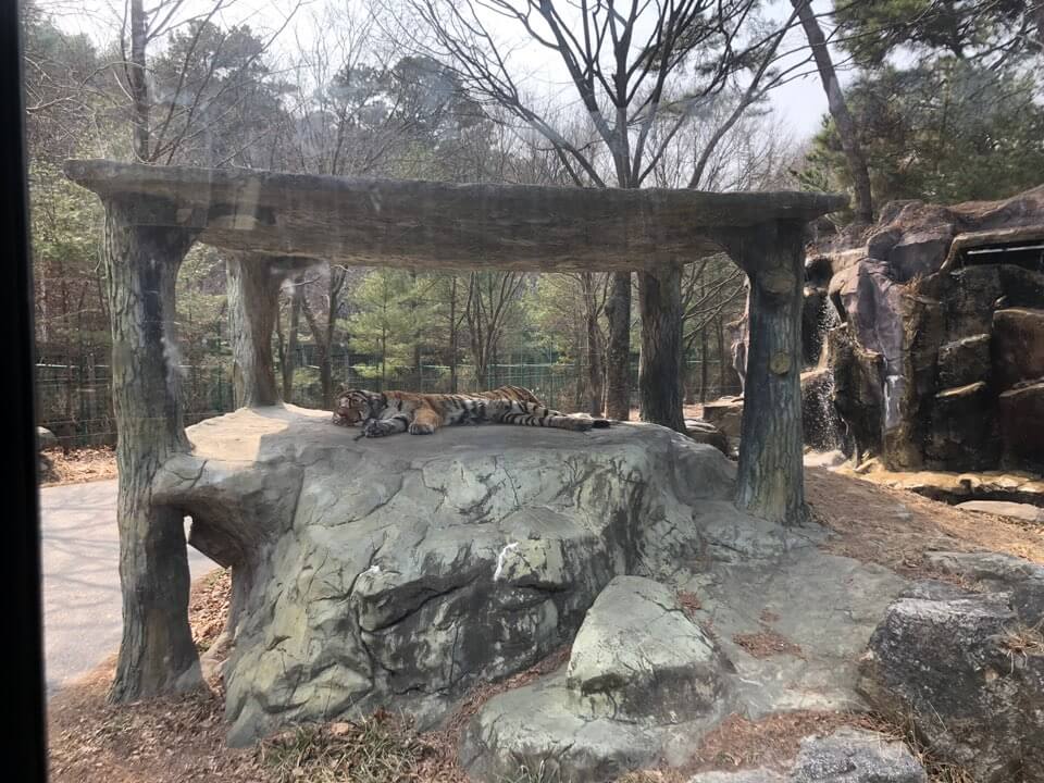 오월드 입장료
