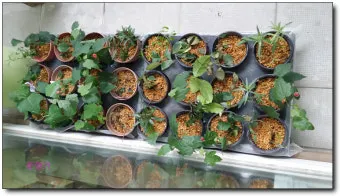 꺾꽂이 번식 시기선정 도구준비 삽목토관리 뿌리내리기 쉬운 식물_11