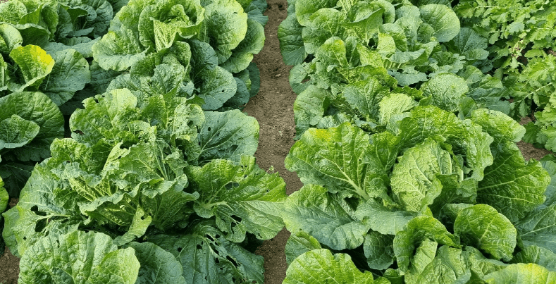 배추효능. 김장철