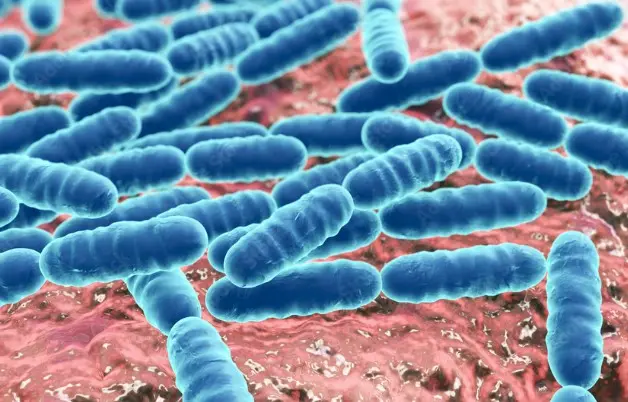 유익한 장내 미생물 종류