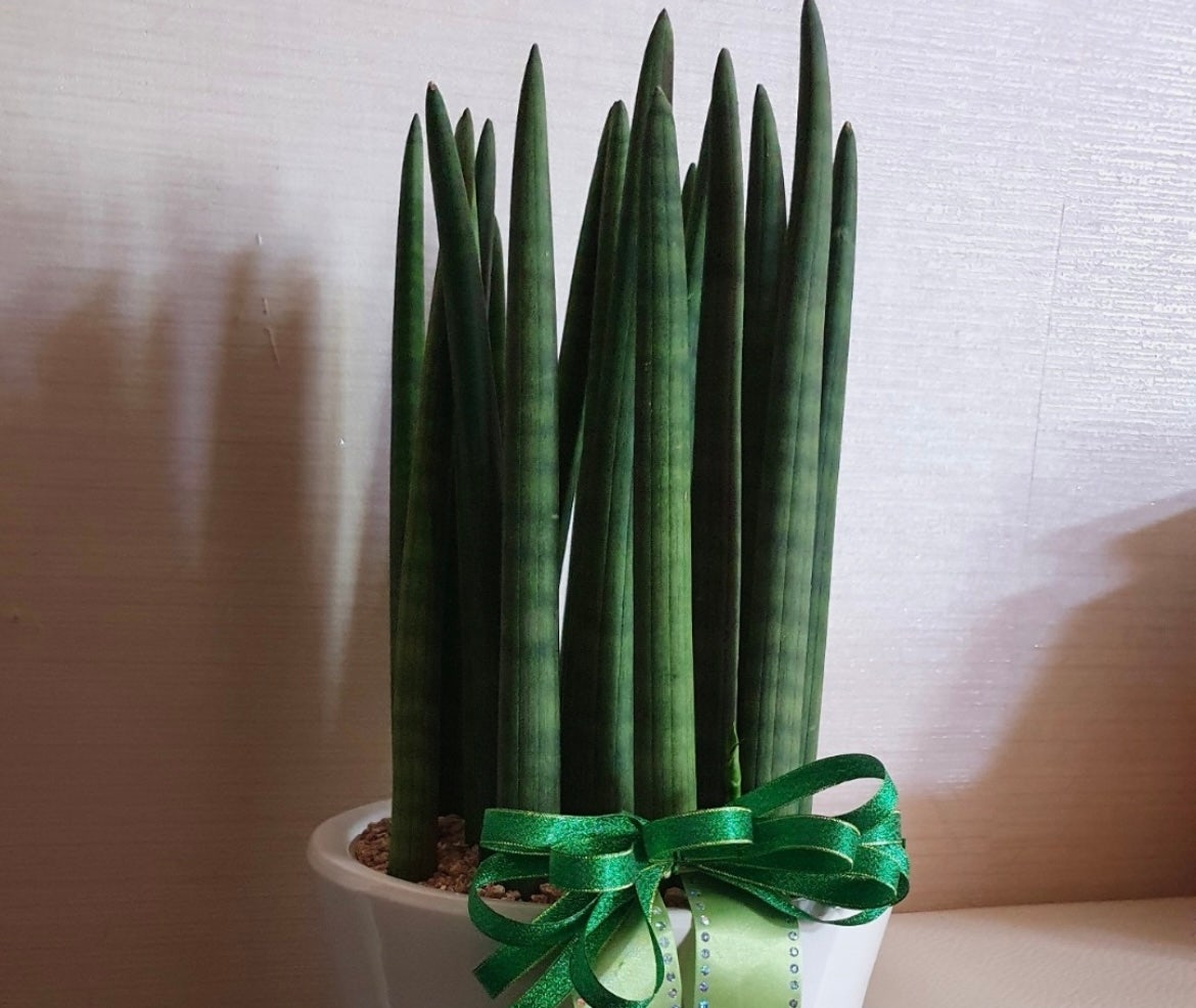 느리게 자라는 식물 – 느림 속에서 자라는 나