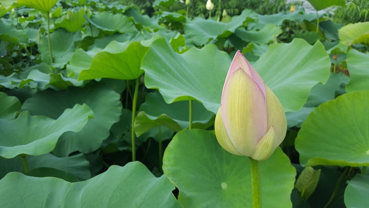 동양의 야생 식물과 전통 의학