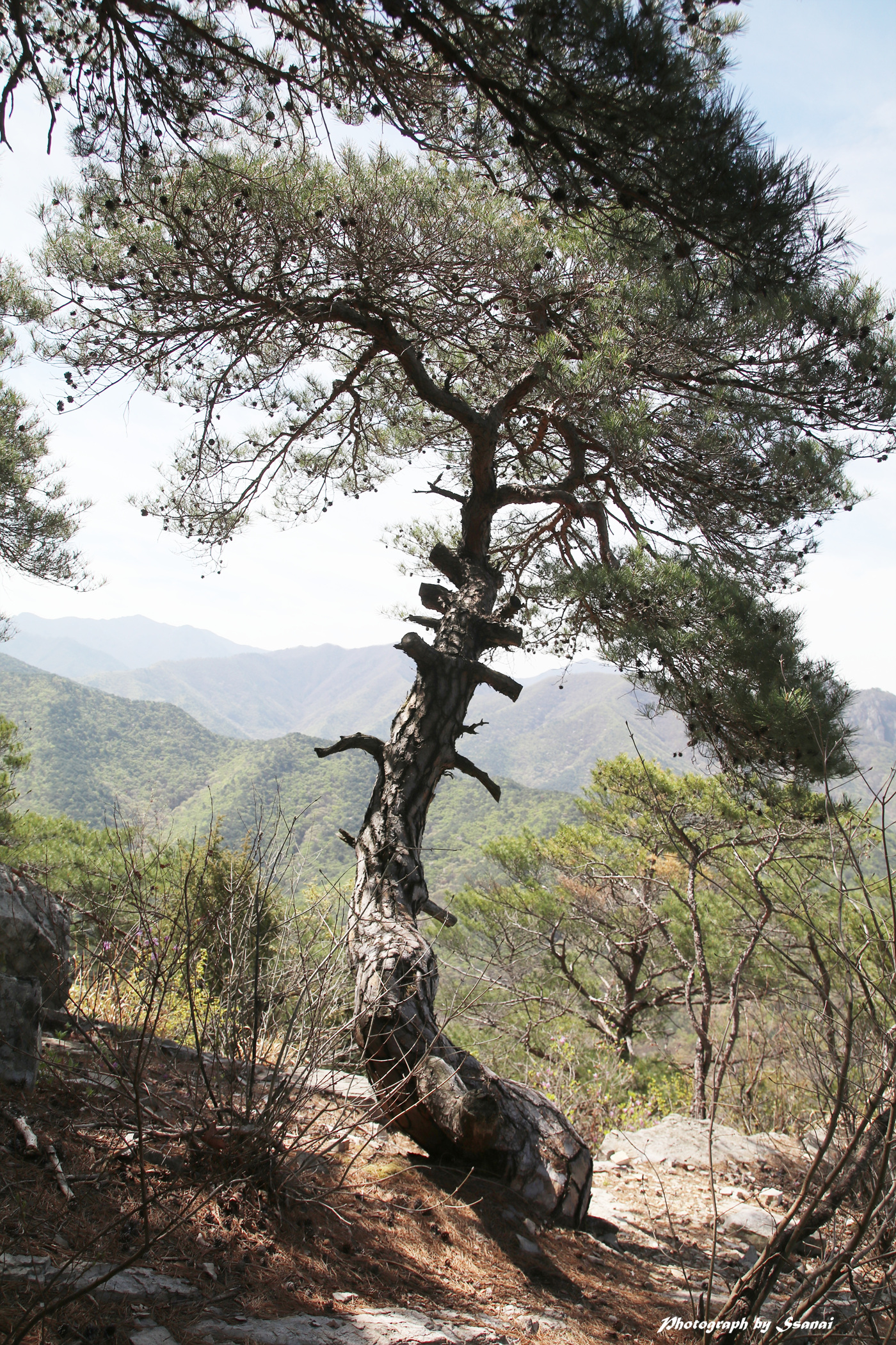 명품송