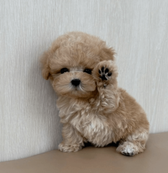 강아지 분양 필수 준비물 6가지