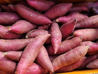 고구마 효능_15