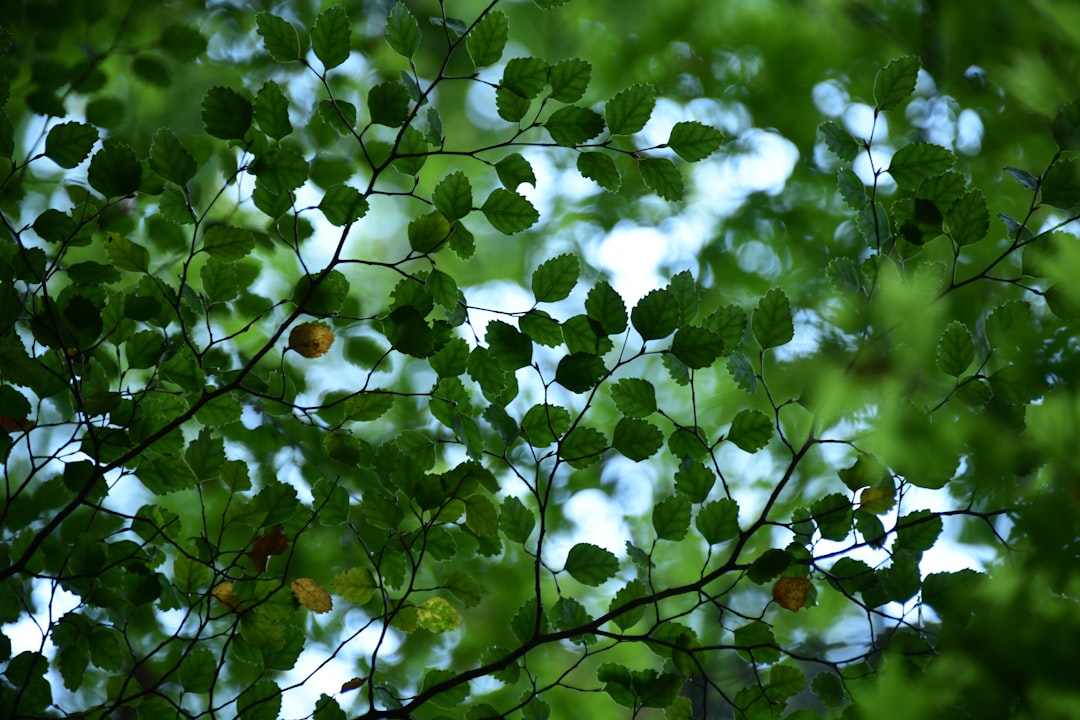 Perilla leaves.