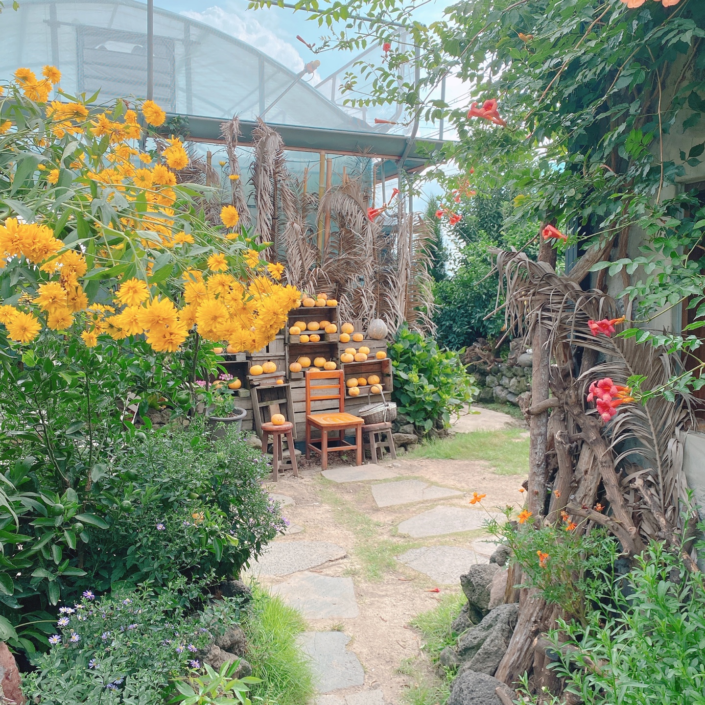 제주 서귀포 귤꽃다락 귤밭돌창고 개조 카페