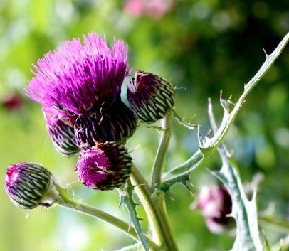 디톡스 허브의 정의와 건강 복리효과 활용