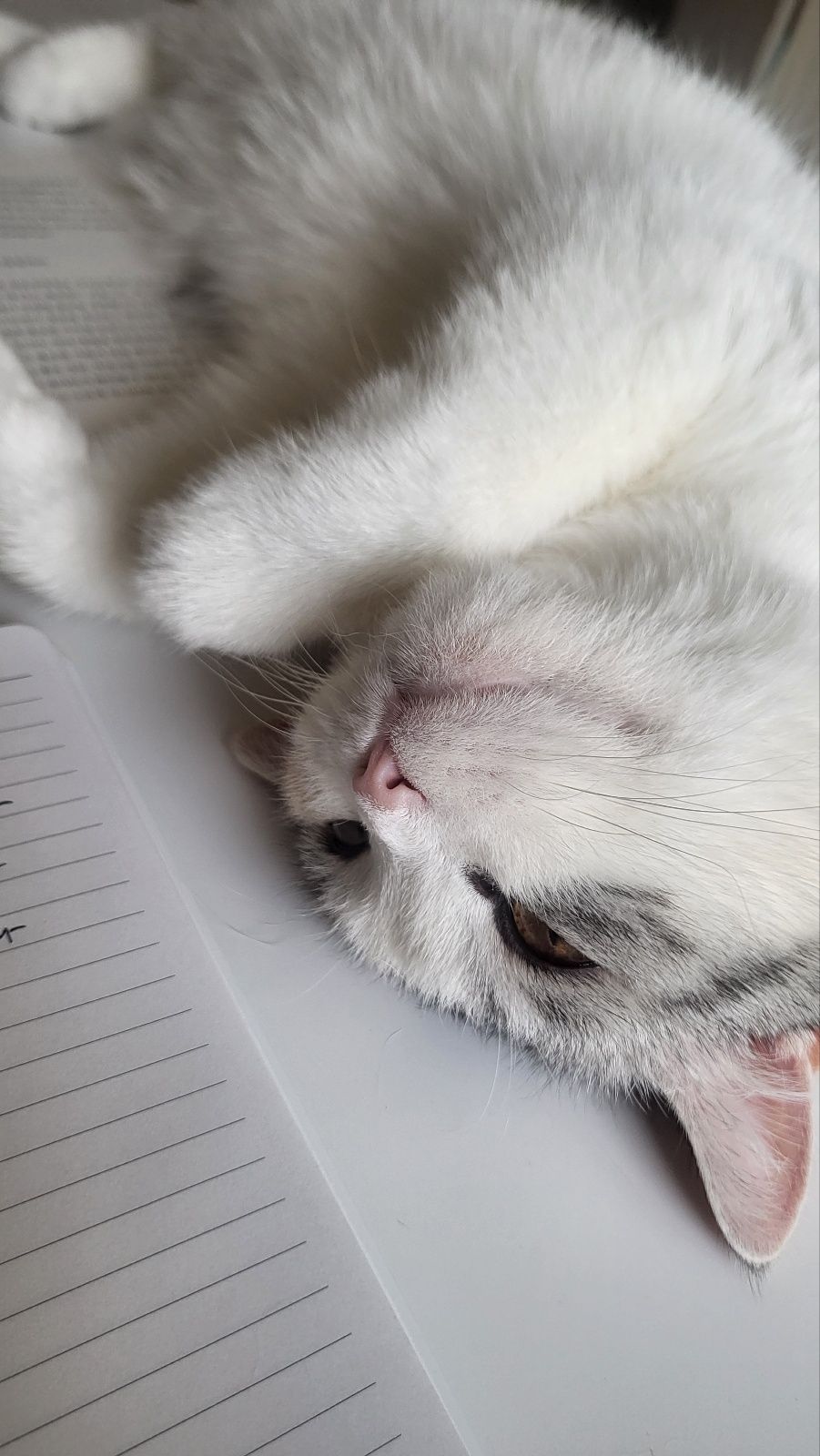 고양이 최고의 반려자