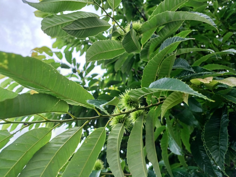 청년미래적금 가입대상 조건, 청년도약계좌와 차이점