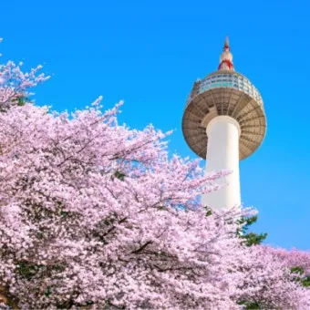 봄꽃 여행지 베스트10 벚꽃 유채 튤립 명소와 걷기 좋은 코스_3